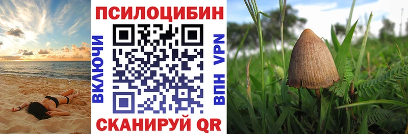 Псилоцибиновые грибы Psilocybine cubensis Пионерский